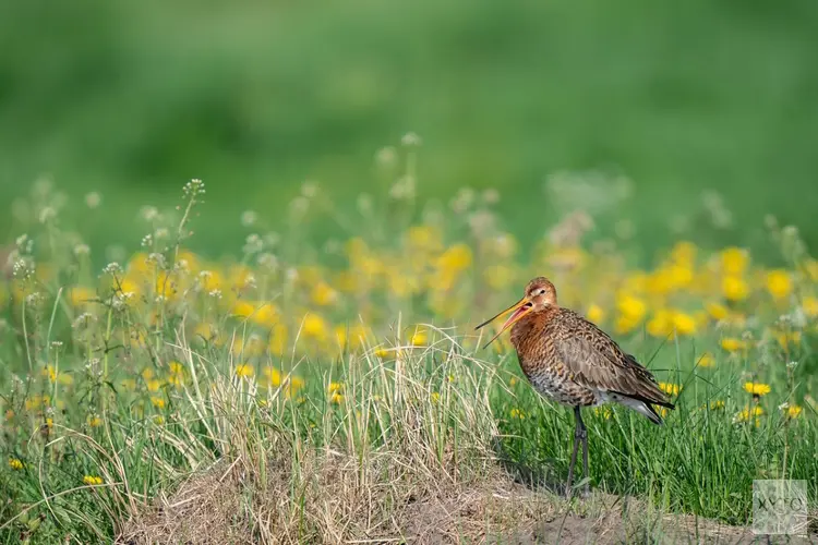 Bert de Koning en Mario Bullens Weidevogelbeschermer(s) van het jaar