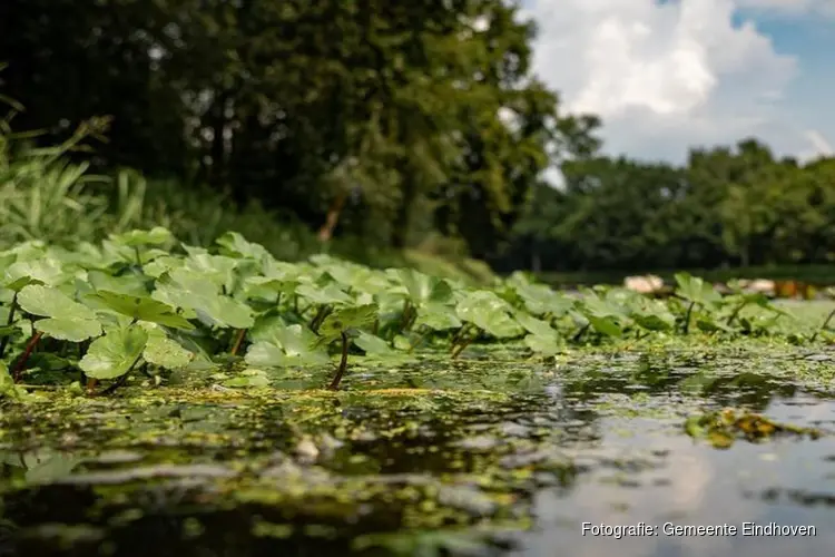 Waterschap bestrijdt grote waternavel op Vestdijk